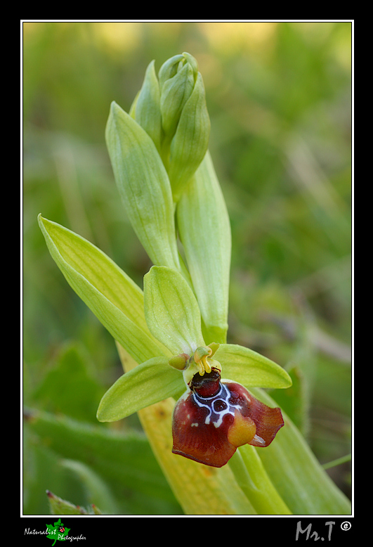 Ophrys oxyrrhynchos??